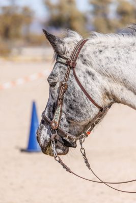 LightRider_Bitless_Adapter_Western_Headstall LightRider Bitless Adapter Western Headstall