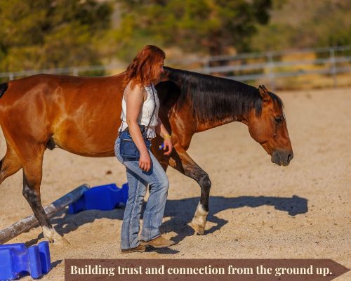 Positive Reinforcement Trainer working with an equine.