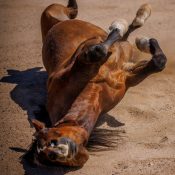 Crockett_Rolling Horse rolling.