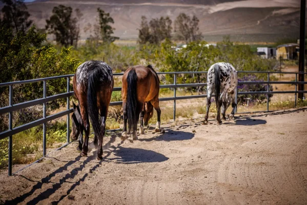 Horse-1 (226 of 333)