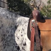IMG_2885 Horse wearing a saddle.