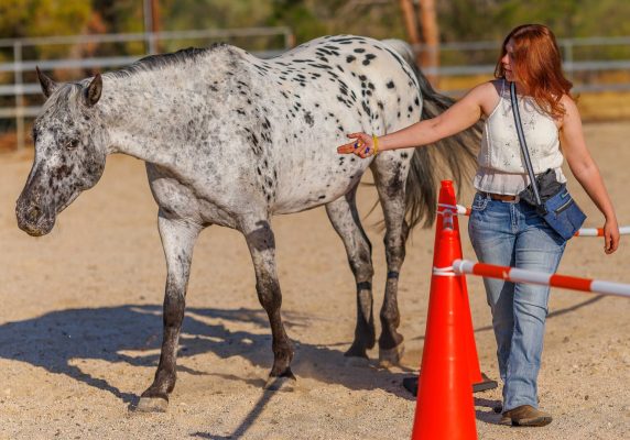 Aria and Padopani using the Reverse Round Pen