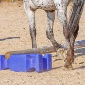 Padopani_cavaletti Horse walking over a pole.