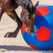 Tukanon_Ball Horse playing with a mega ball.