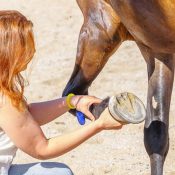 Tukanon_Foot_Lifting Positive Reinforcement Trainer holding a horse's leg.